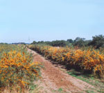 Sanddornplantage - Sea buckthorn orchard